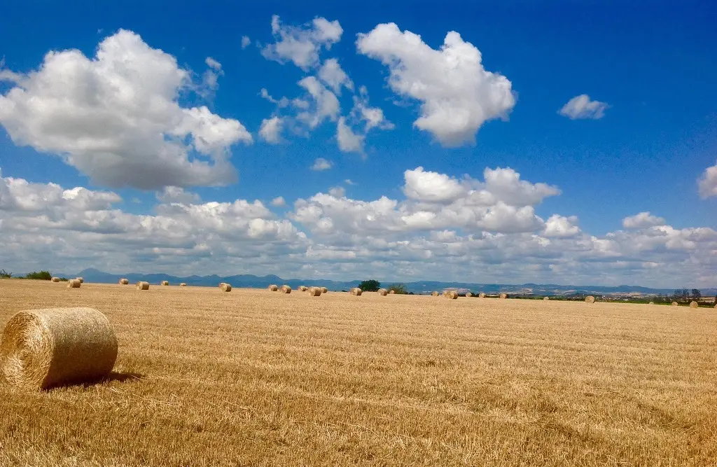 Secteur agricole : quelles mesures dans la loi de finances 2025 ?